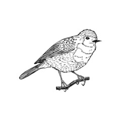 Zoryanka bird vector illustration isolated on white background. The Erithacus rubecula is drawn by hand. Natural ink element. Vintage bird sketch. Design for postcard, book, print, logo, poster.