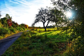 sunset in the park