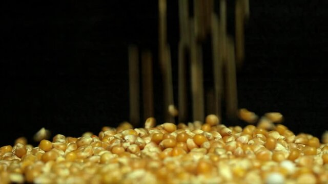 Yellow corn falling on a black background