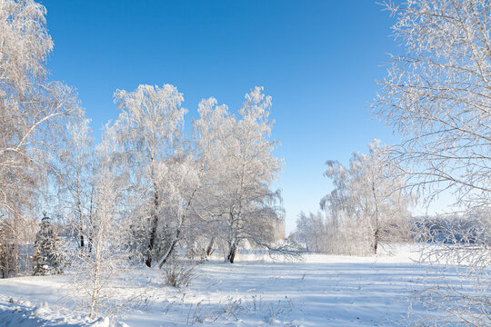 Beautiful winter landscape with snow covered trees. Frosty trees. Christmas holidays.