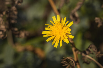 Yellow dandelion flower close-up, macro, autumn background. Blooming dandelion. A yellow flower on a blurry background.