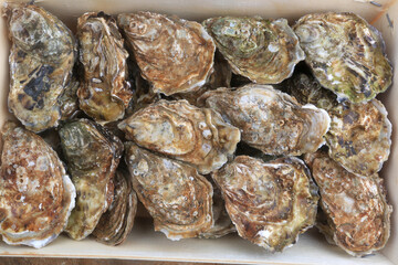 oysters