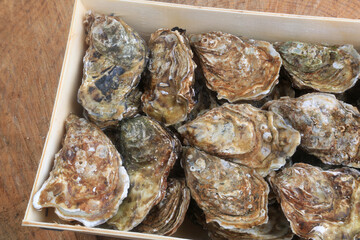 oysters