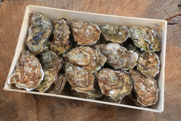 oysters