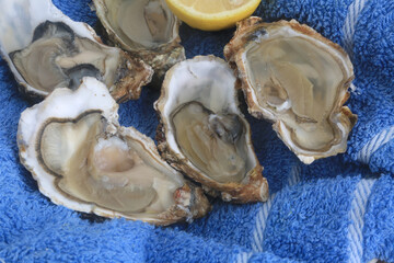 oysters