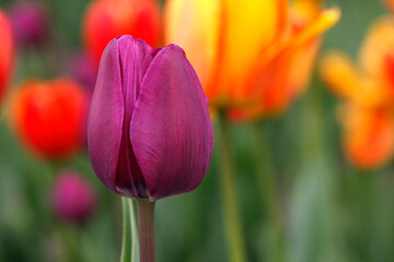 red and yellow tulips, flowers in tulip Manor.