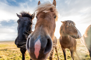 horses with beautiful and thick mane