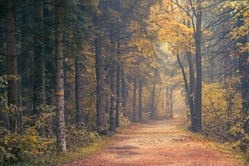 Rain and fall hues in the Monticolo Forest in South Tyrol, Italy.