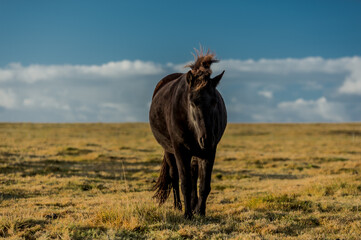 horses with beautiful and thick mane