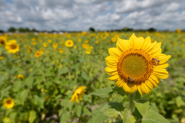 Sunflower Field