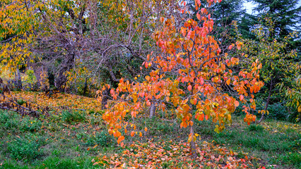 khaki tree with yellow and orange leaves in green garden. autumn landscape