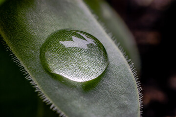 Single dewdrop on a succulent plant leaf. Common houseleek, Sempervivum tectorum. Close up.