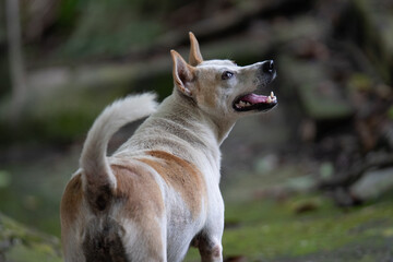 White and beige dog outdoors during the daytime