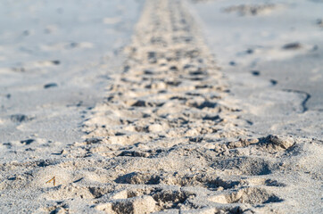 car tire marks on the sand on an autumn sunny day