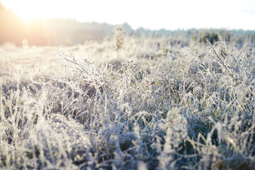 Close-up of beautiful frost on the grass and leaves frosty misty autumn morning