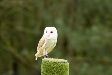 stunning barn owl