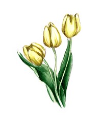 bouquet of yellow tulips watercolour Illustration 