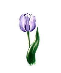 tulip isolated on white background watercolour illustration 