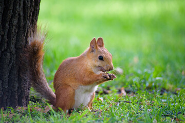 Naklejka na ściany i meble A red squirrel is sitting on the green grass near a tree in the park.