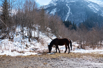 a horse grazes in the mountains, an animal eats grass in a snow-covered clearing, mountains in the snow on the background