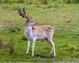 Naklejka na ściany i meble Deer Fallow Stock Photo and Image. Close-up profile view in the field with blur grass background in his environment and surrounding habitat displaying its antlers. Fallow Deer Image.