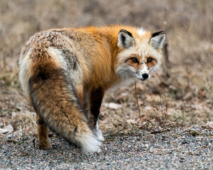Red Fox Photo Stock. Unique fox close-up profile looking at camera in the spring season in its environment and habitat with blur background and displaying bushy tail. Fox Image.