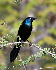 Grackle Photo Stock. Perched with a blur background displaying body, blue mauve feather plumage, in its habitat and environment. Common Grackle Image. Picture. Portrait.