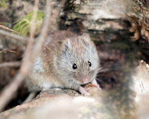 Naklejka na ściany i meble Mouse Stock Photos. Close-up profile view in the forest eating and looking at camera in its environment and habitat with a blur background.