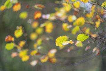 Natural autumn leaf colors in the forest soft focus blur background