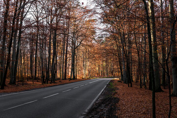 Obraz premium Asphalt road in autumn forest at sunny day. 