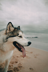 Big Alaskan malamute dog at the beach. Happy purebred dog with long tongue