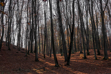 forest in autumn