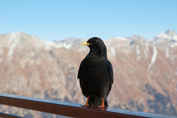 raven sitting on the railing, crow in the mountains, bird, blurred background, close-up