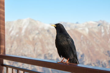 raven sitting on the railing, crow in the mountains, bird, blurred background, close-up