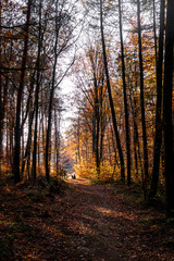 Obraz premium Sunny day in forest at autumn