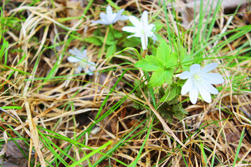 Beautiful pink crocus flowers in the forest in early spring. The first flowers are a symbol of spring Blooming tree anemones in spring on the background of nature First spring flowers, glade in the