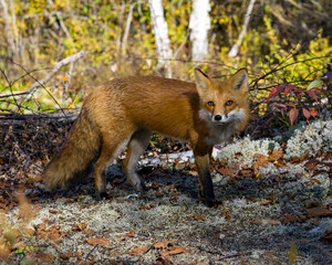 Fox Stock Photo and Image. Red fox side view standing on moss ground with a forest background displaying bushy fox tail in its environment and habitata surrounding. Fox Image.