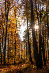 Sunny day in forest at autumn