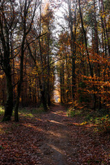 Obraz premium Sunny day in forest at autumn