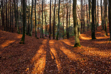 Sunny day in forest at autumn