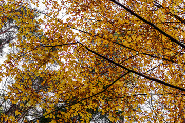 Sunny day in forest at autumn