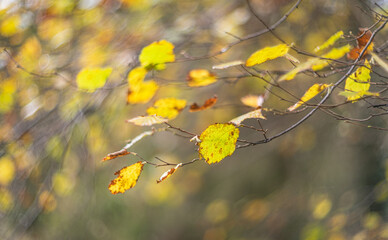 Natural autumn leaf colors in the forest soft focus blur background