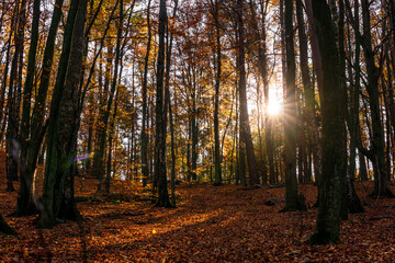 Sunny day in forest at autumn