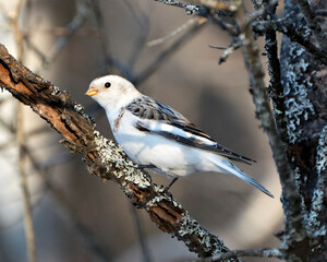 Snow bunting Photo Stock. Close-up, perched on a tree branch with a blur background and enjoying its environment and habitat. Bunting bird Image. Picture. Portrait.