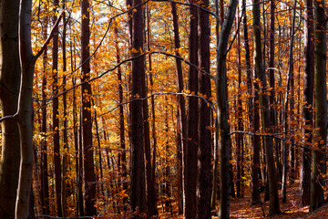 Fototapeta na wymiar Sunny day in forest at autumn