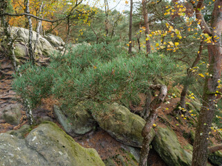 Die Dörenther Klippen bei Ibbenbüren