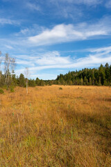 Fototapeta premium A marshy meadow in autumn