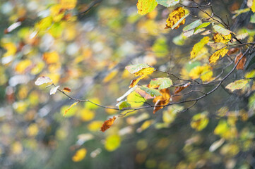 Natural autumn leaf colors in the forest soft focus blur background