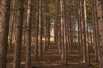 A closeup of a mountain forest during autumn.