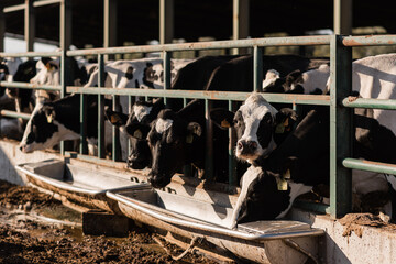 A herd of cows drinking water while standing in a stable at a dairy farm. Livestock and dairy...